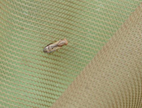 Réf. 364 713 : Opomyza sp. Réf. 364 713 : Opomyza sp.